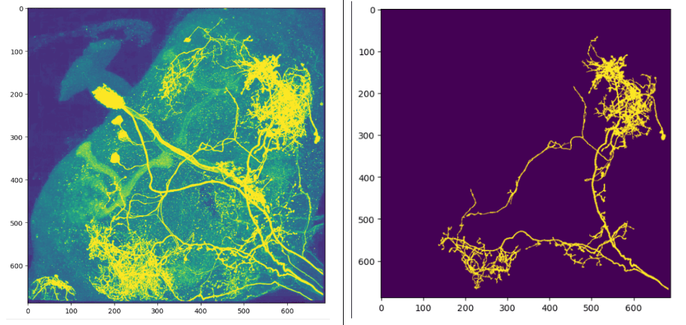 Multi-Neuron Segmentation (3D Drosophila) thumbnail